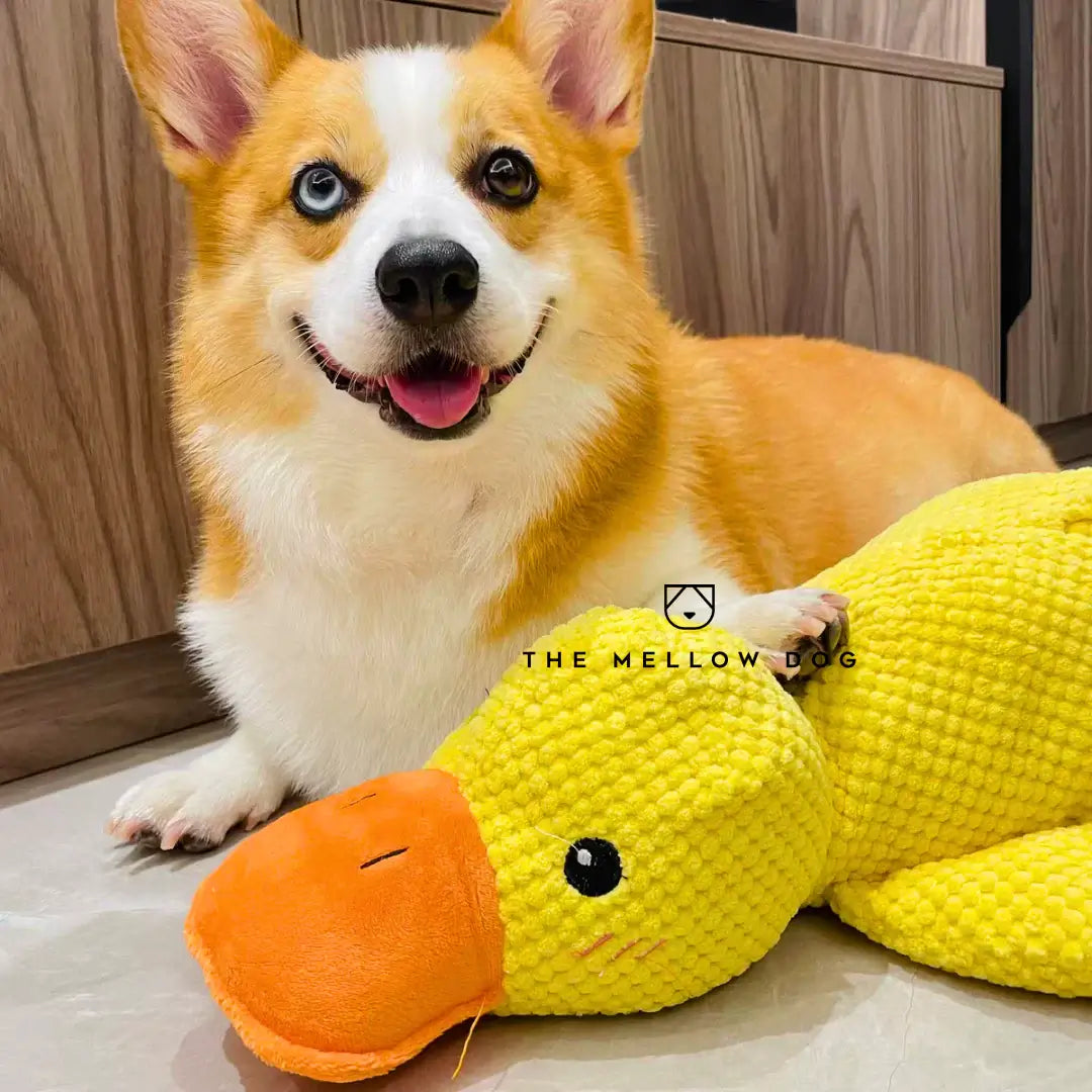 Calming Duck - For Your Dog's Happiness and Wellbeing