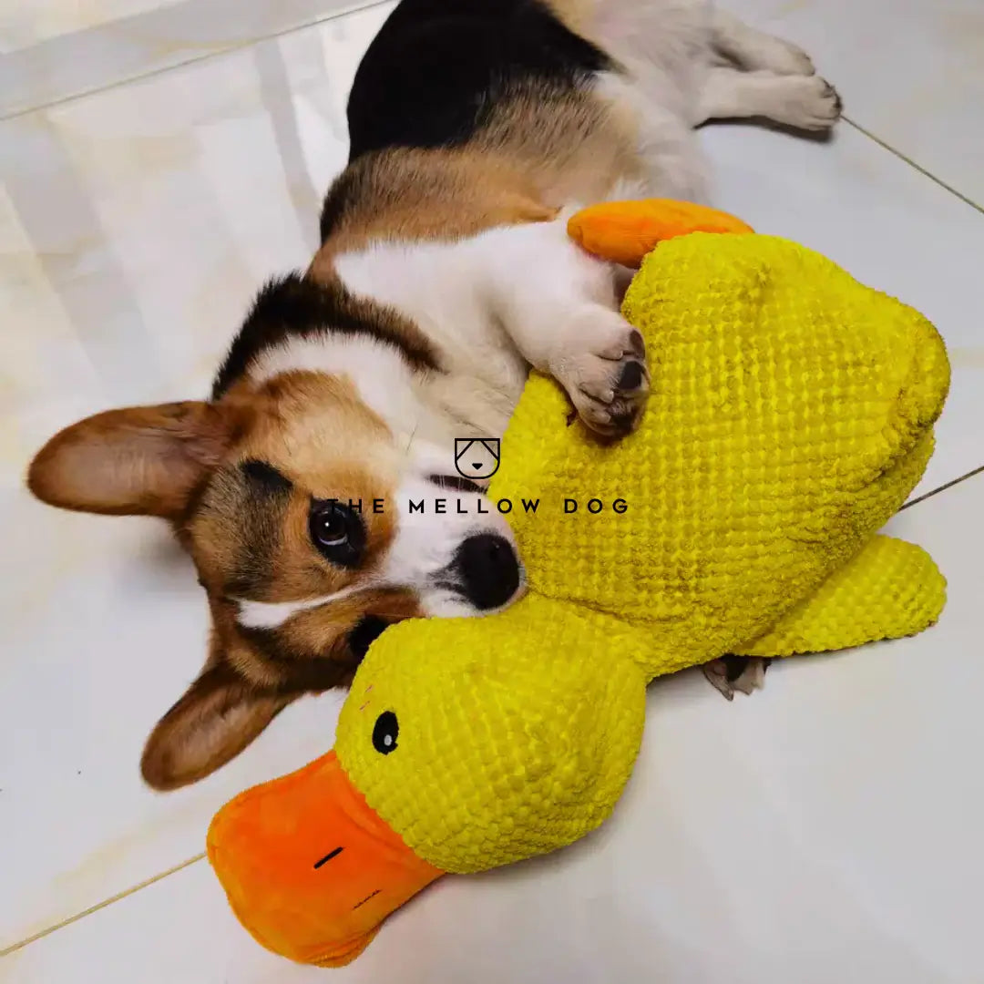 Calming Duck - For Your Dog's Happiness and Wellbeing
