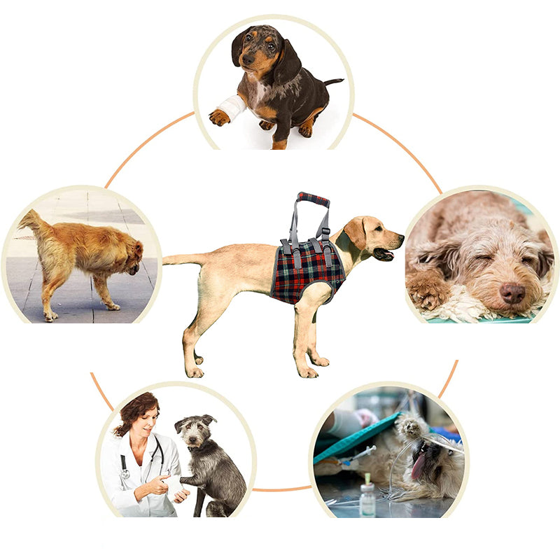 Orthopaedic Harness for Hind Legs