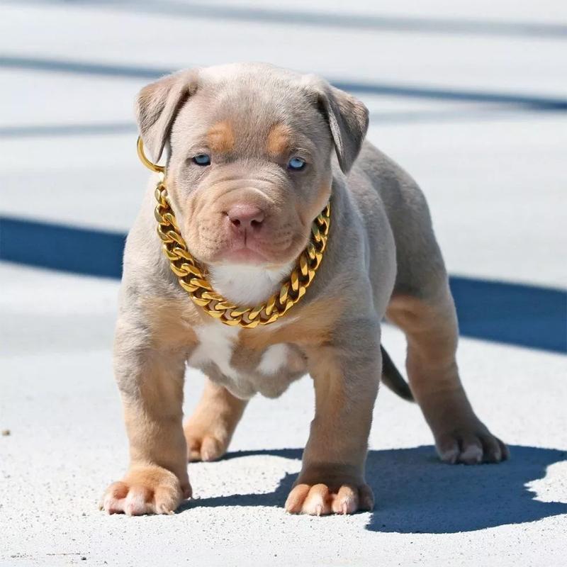 Pet Jewellery Thick Gold Chain Collar