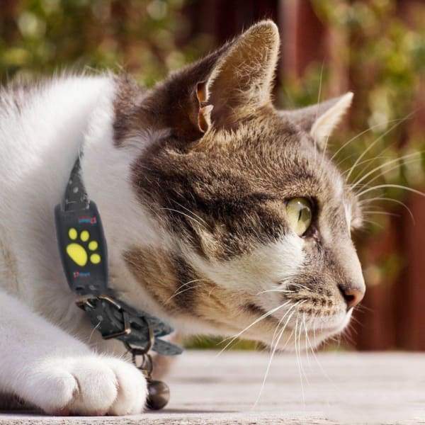 TrackCat - GPS Tracking System for Cats with Real-Time Updates