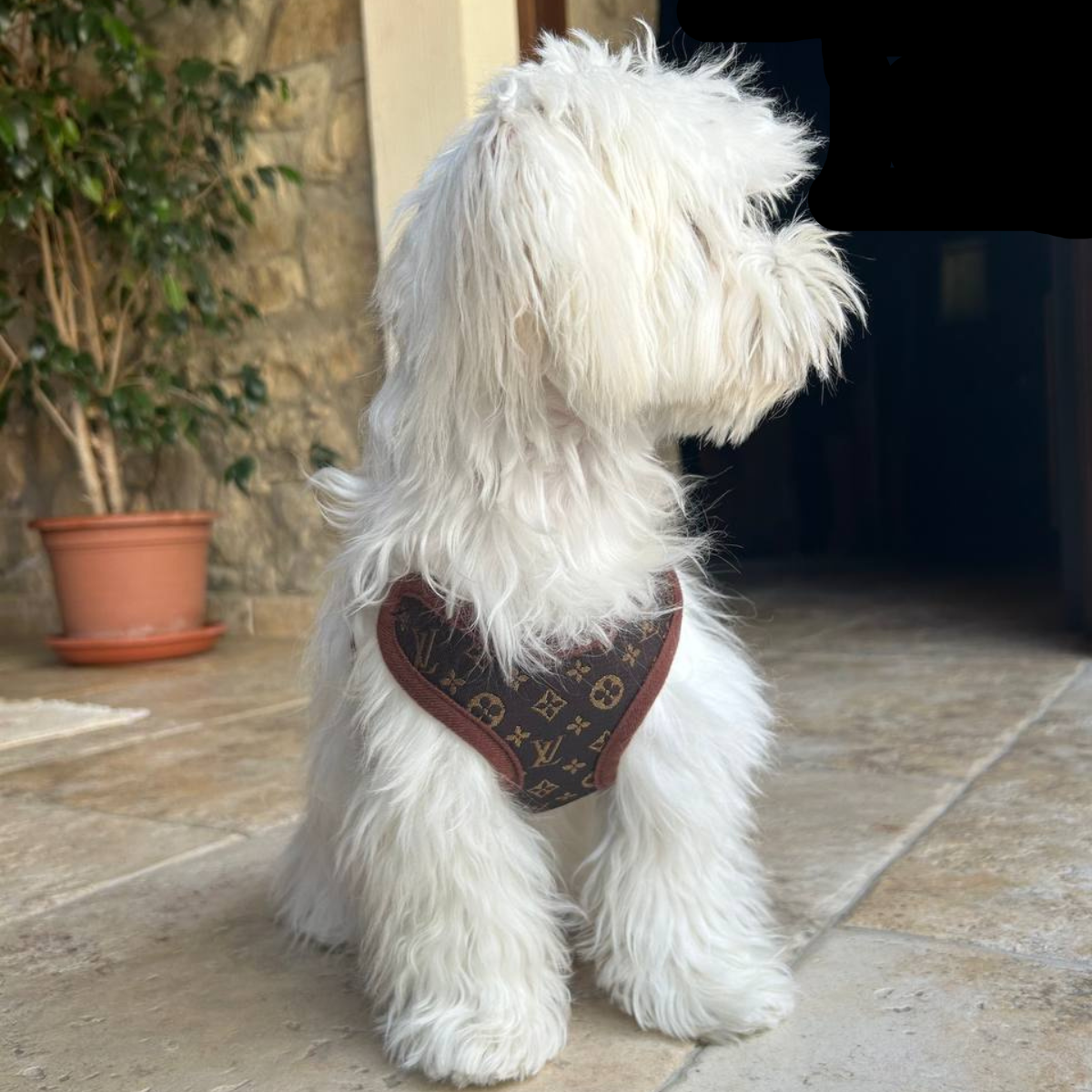 Dog Harness and Lead Set – PawLuxe