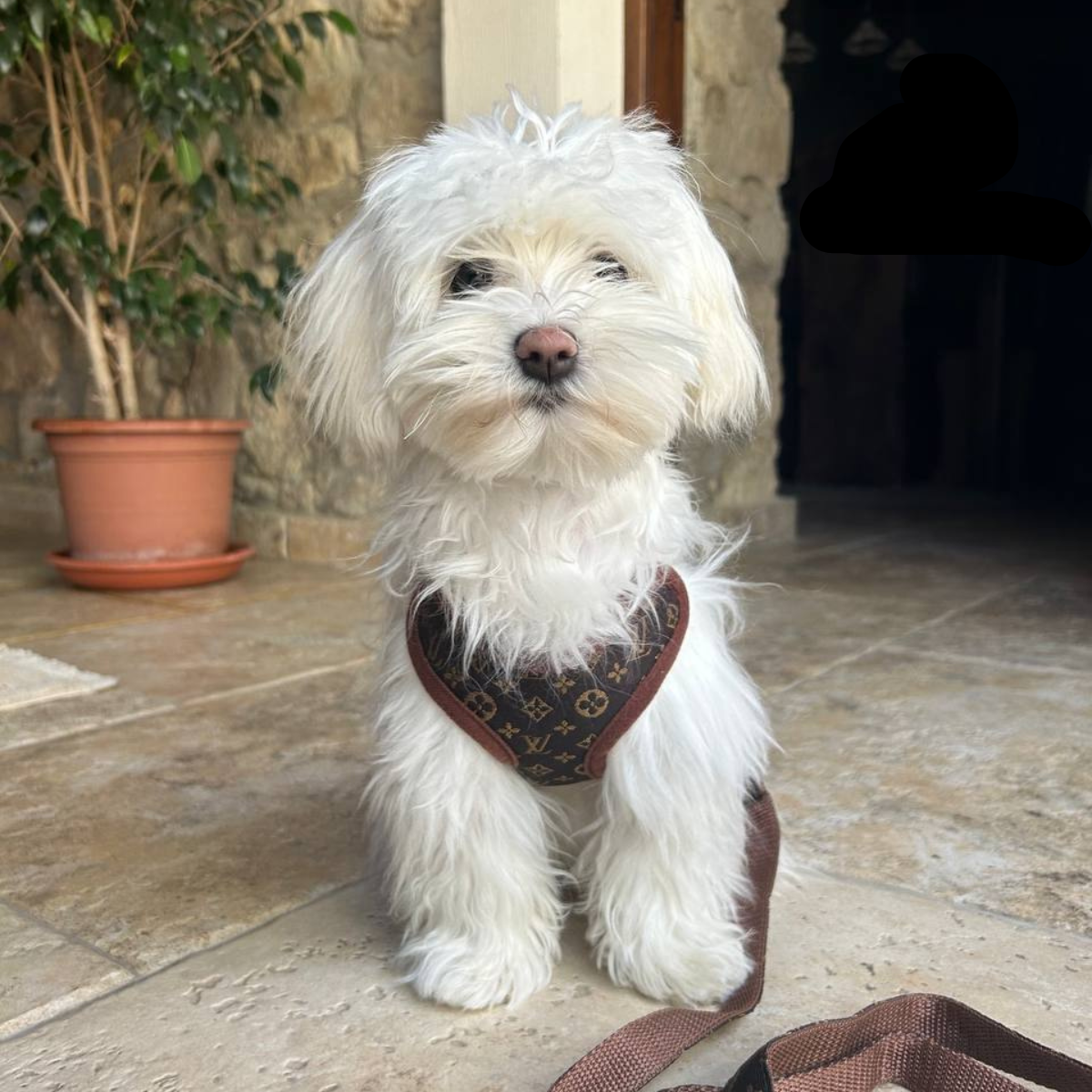 Dog Harness and Lead Set – PawLuxe