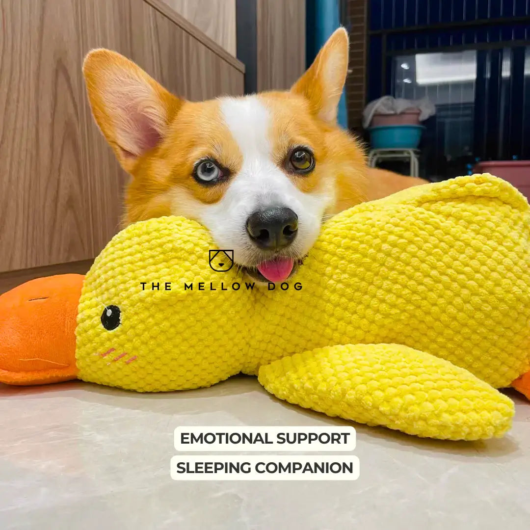 Calming Duck - For Your Dog's Happiness and Wellbeing