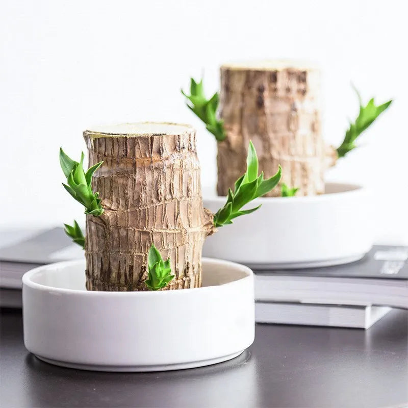 BreatheEase Serenity Plant | Premium air-purifier plant for healthier living spaces