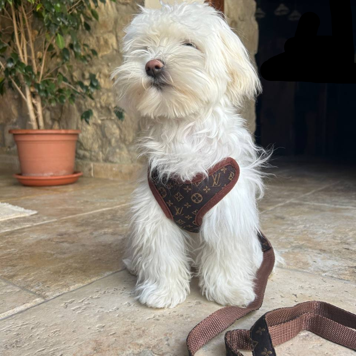 Dog Harness and Lead Set – PawLuxe