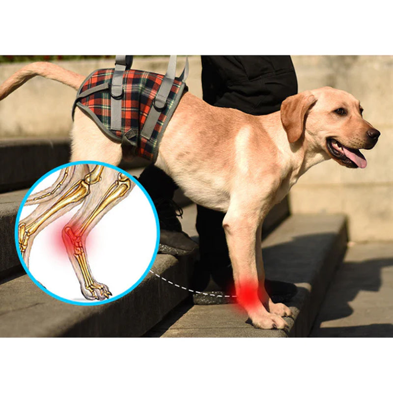 Orthopaedic Harness for Hind Legs