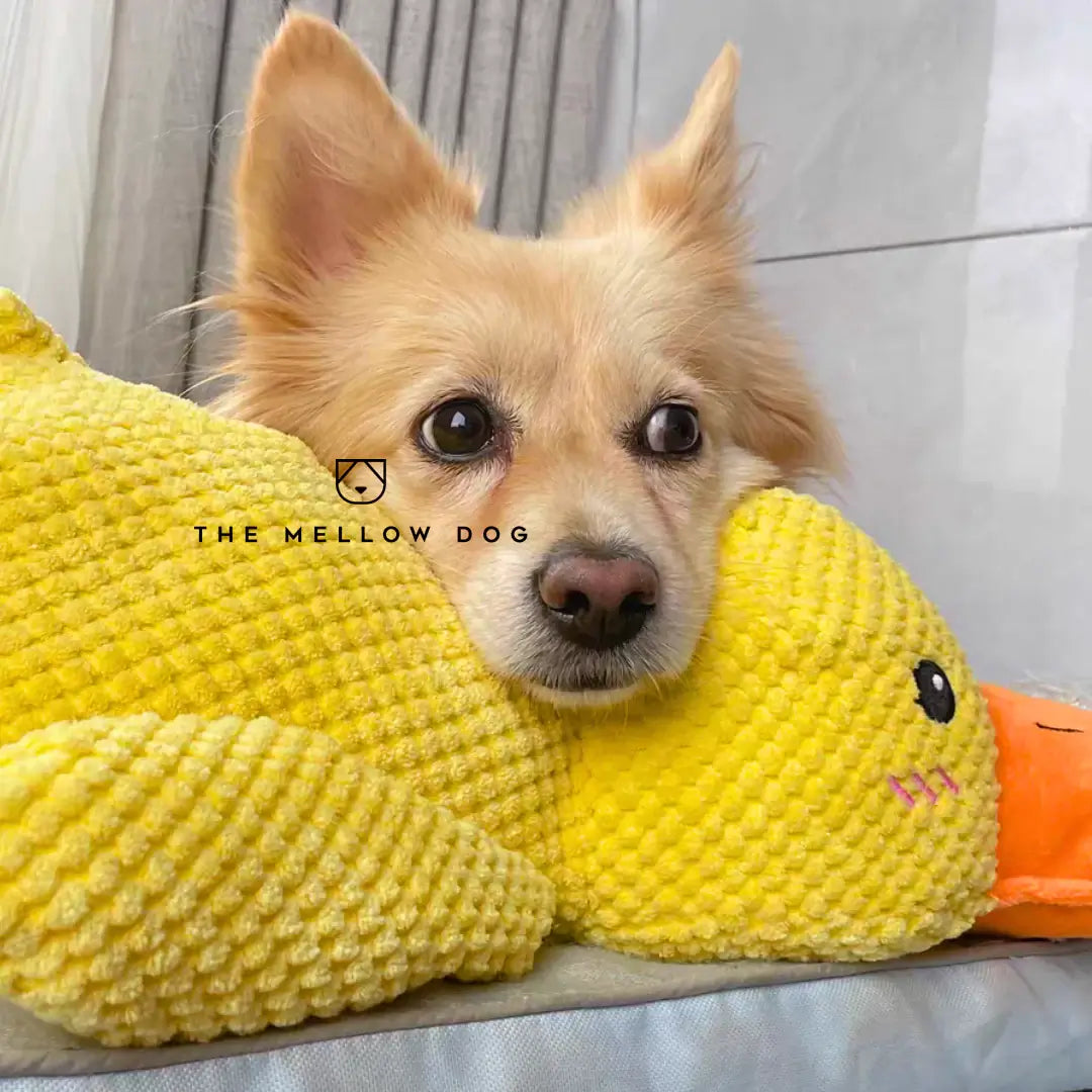 Calming Duck - For Your Dog's Happiness and Wellbeing