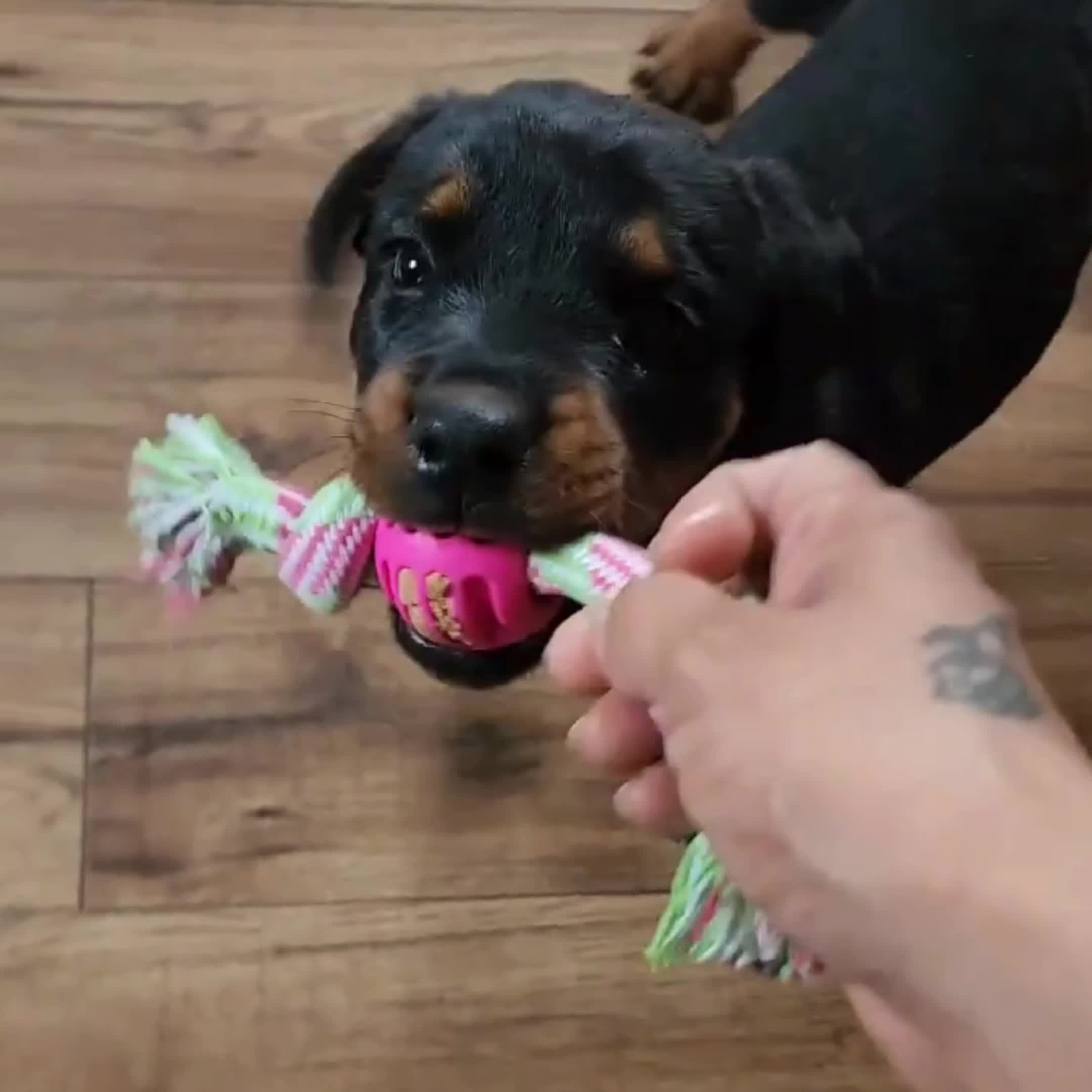 Interactive Dog Chew Toy – With Colourful Knots and Rubber Ball