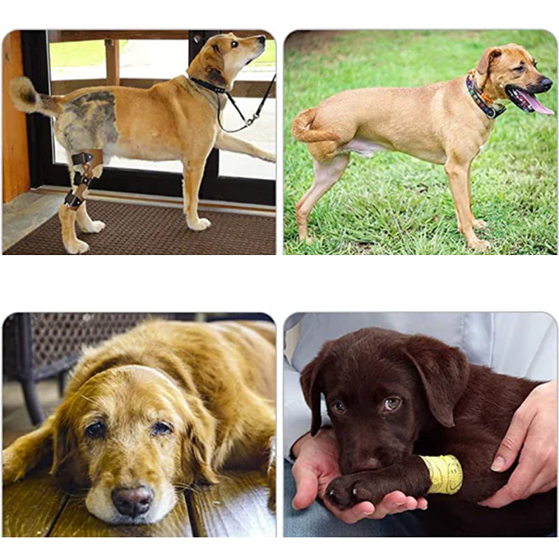 Orthopaedic Harness for Hind Legs