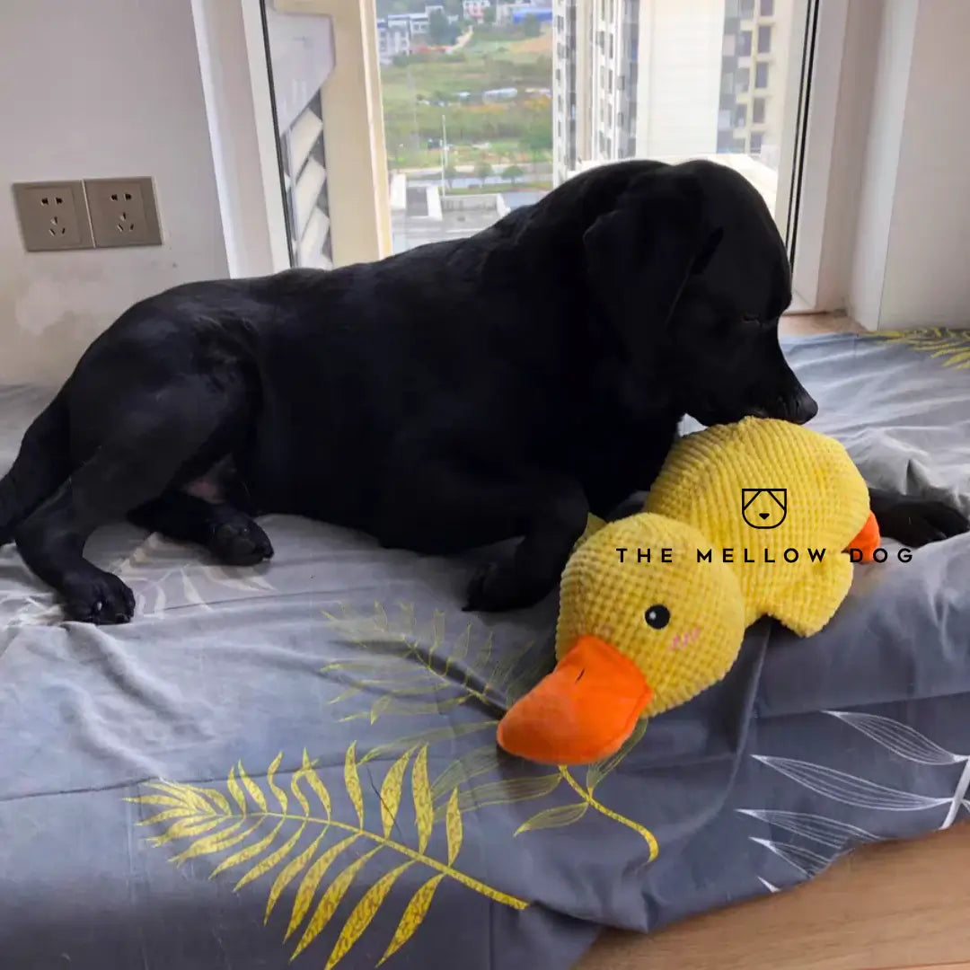 Calming Duck - For Your Dog's Happiness and Wellbeing