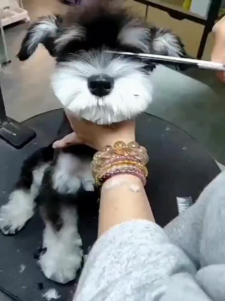 Professional Pet Grooming Set – Scissors and Comb for Perfect Grooming of Dogs and Cats