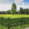 NatureCove Expandable Faux Ivy Fence | Silk-Like Privacy Screen for Indoor and Outdoor Use