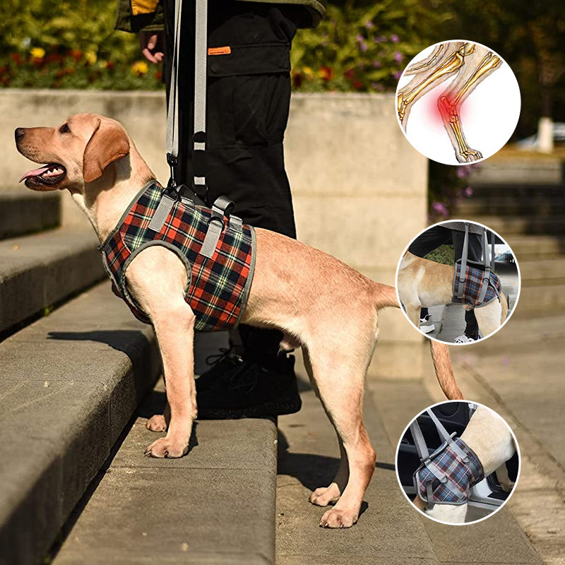 Orthopaedic Harness for Hind Legs