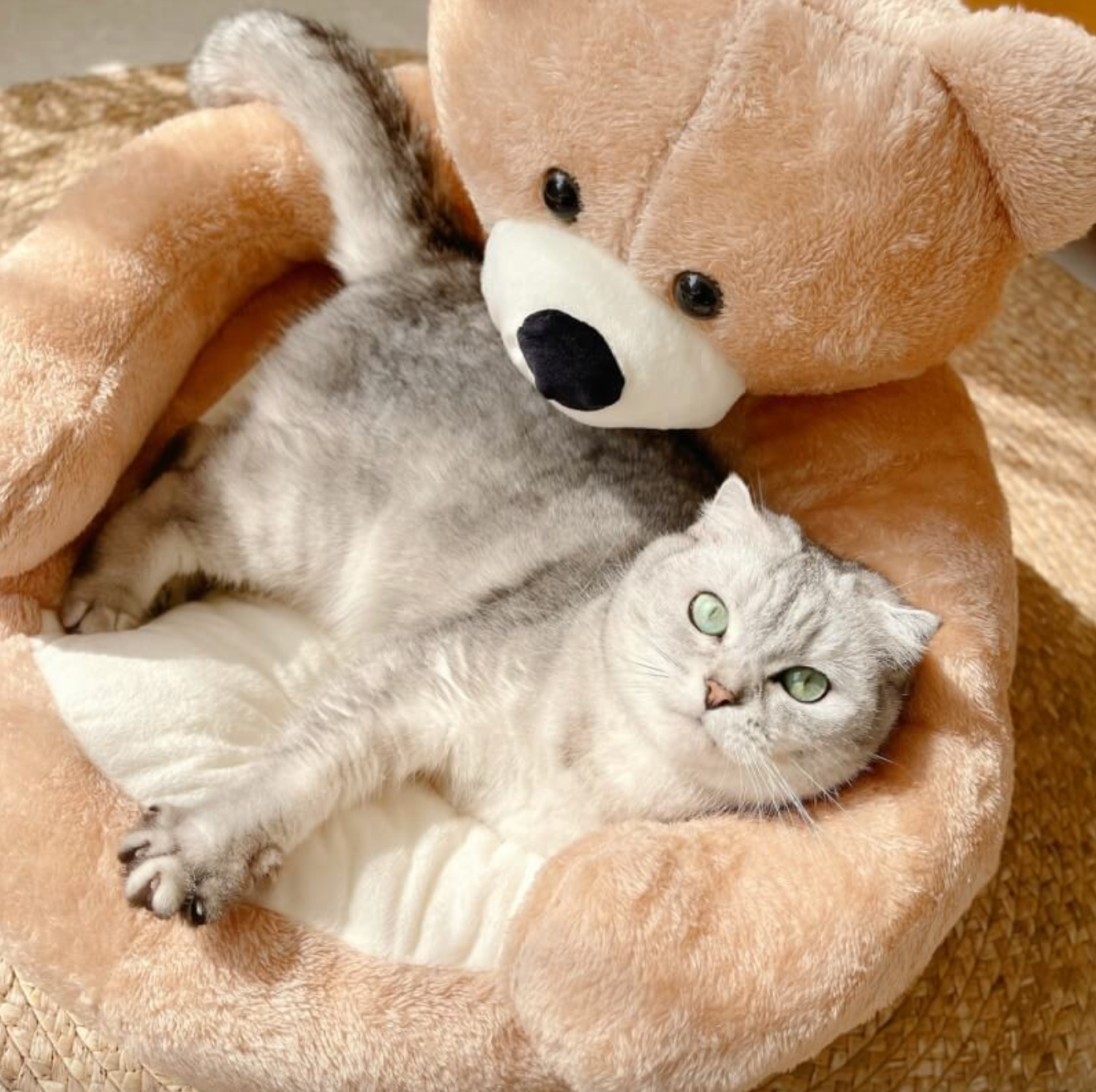 CuddleBear Cat Bed - For Ultimate Comfort and Coziness