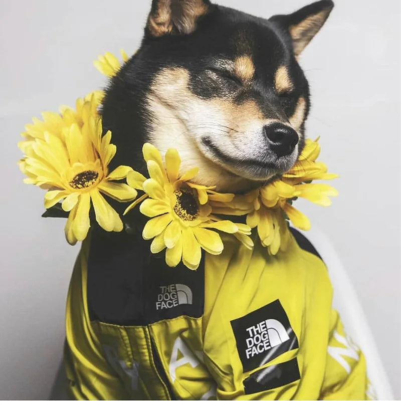 PawDry Stormproof Dog Coat | Lightweight windbreaker for French Bulldogs, Chihuahuas and more