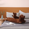 Plush Ergonomic Dachshund Cushion – DaxiRest