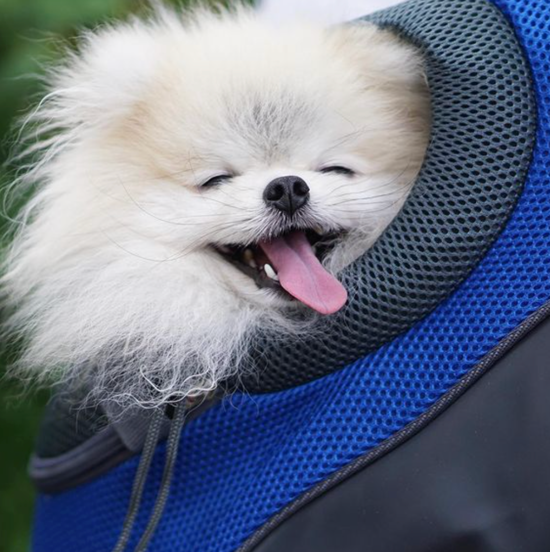 PetAdventure Backpack - Comfortable & Practical