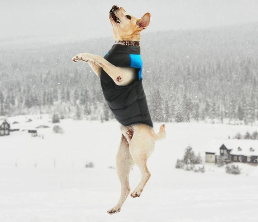 CozyPaws Dog Coat - Warm & Waterproof