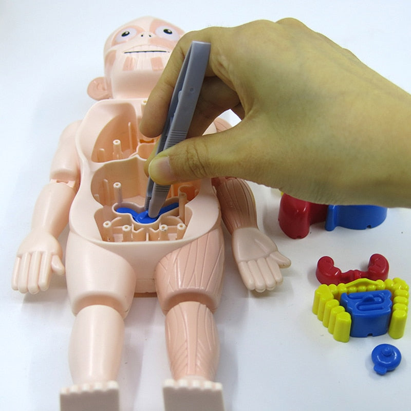 Educational Anatomy Set for Children – Dr. Bones