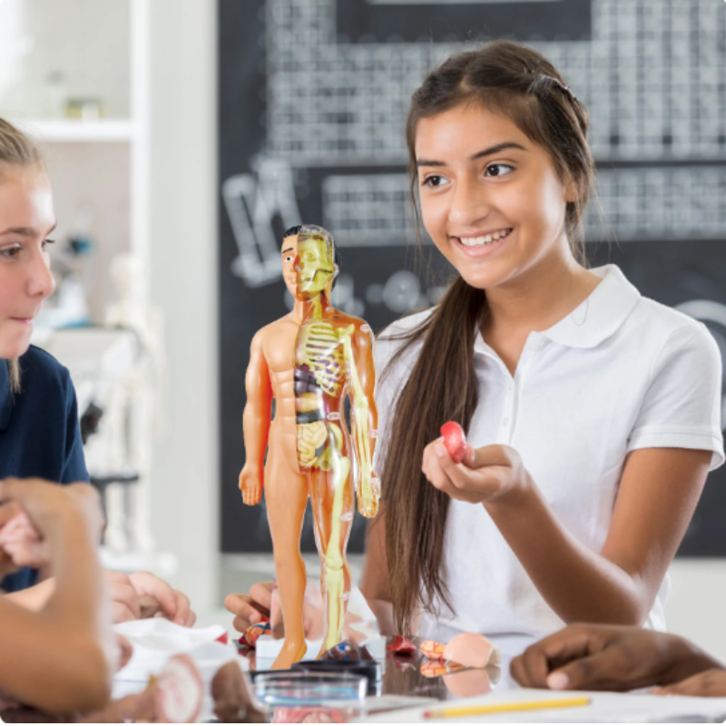 Anatomical Model - Educational and Detailed