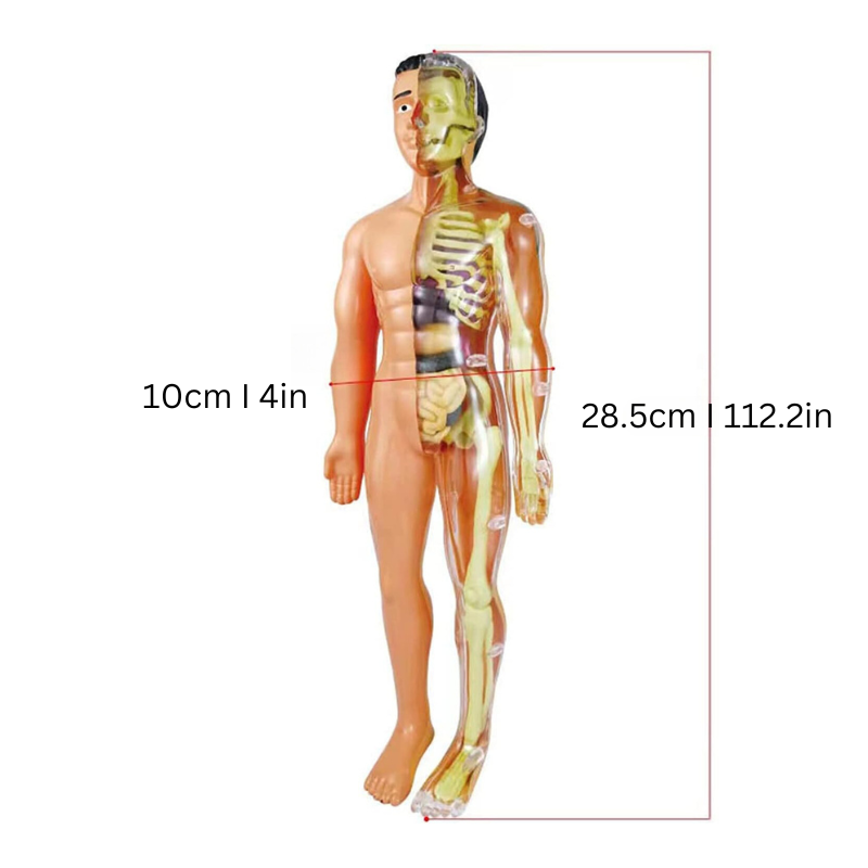 Anatomical Model - Educational and Detailed