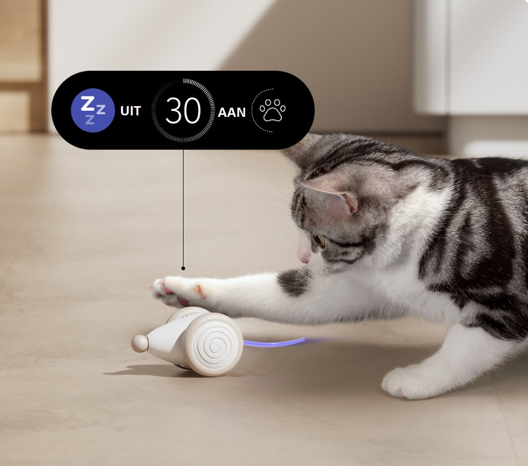 The Ultimate Chew Toy for Cats – WhiskerPlay