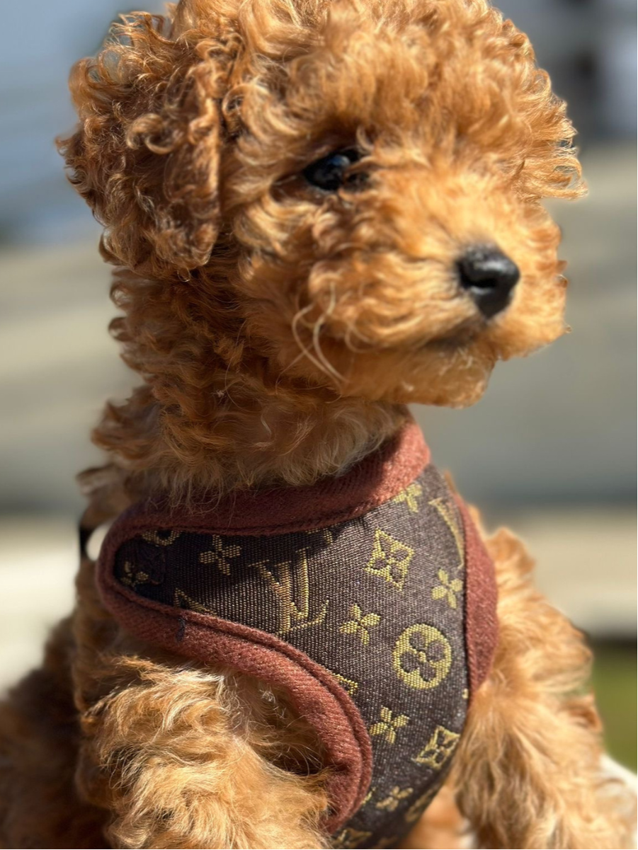 Dog Harness and Lead Set – PawLuxe