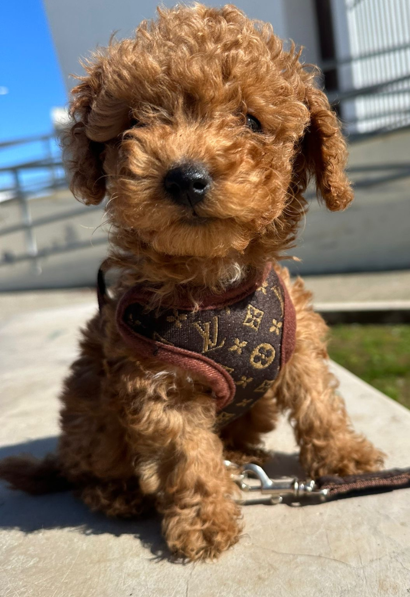 Dog Harness and Lead Set – PawLuxe