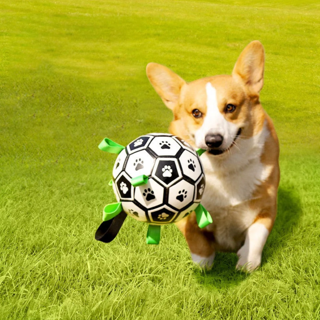 Sustainable Dog Sport Ball with Handles – TugBounce