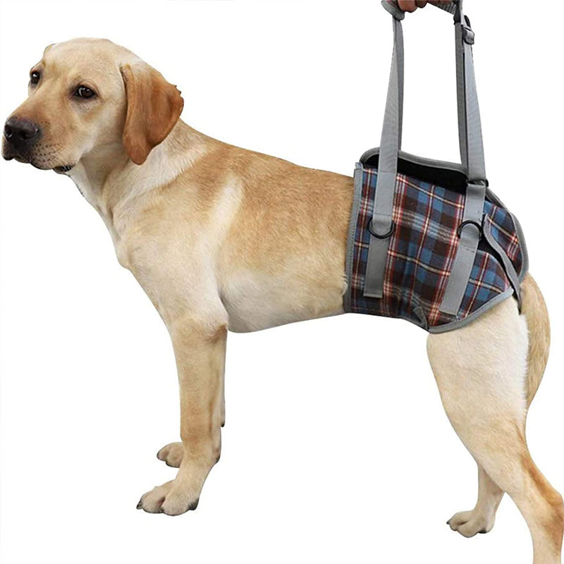 Orthopaedic Harness for Hind Legs