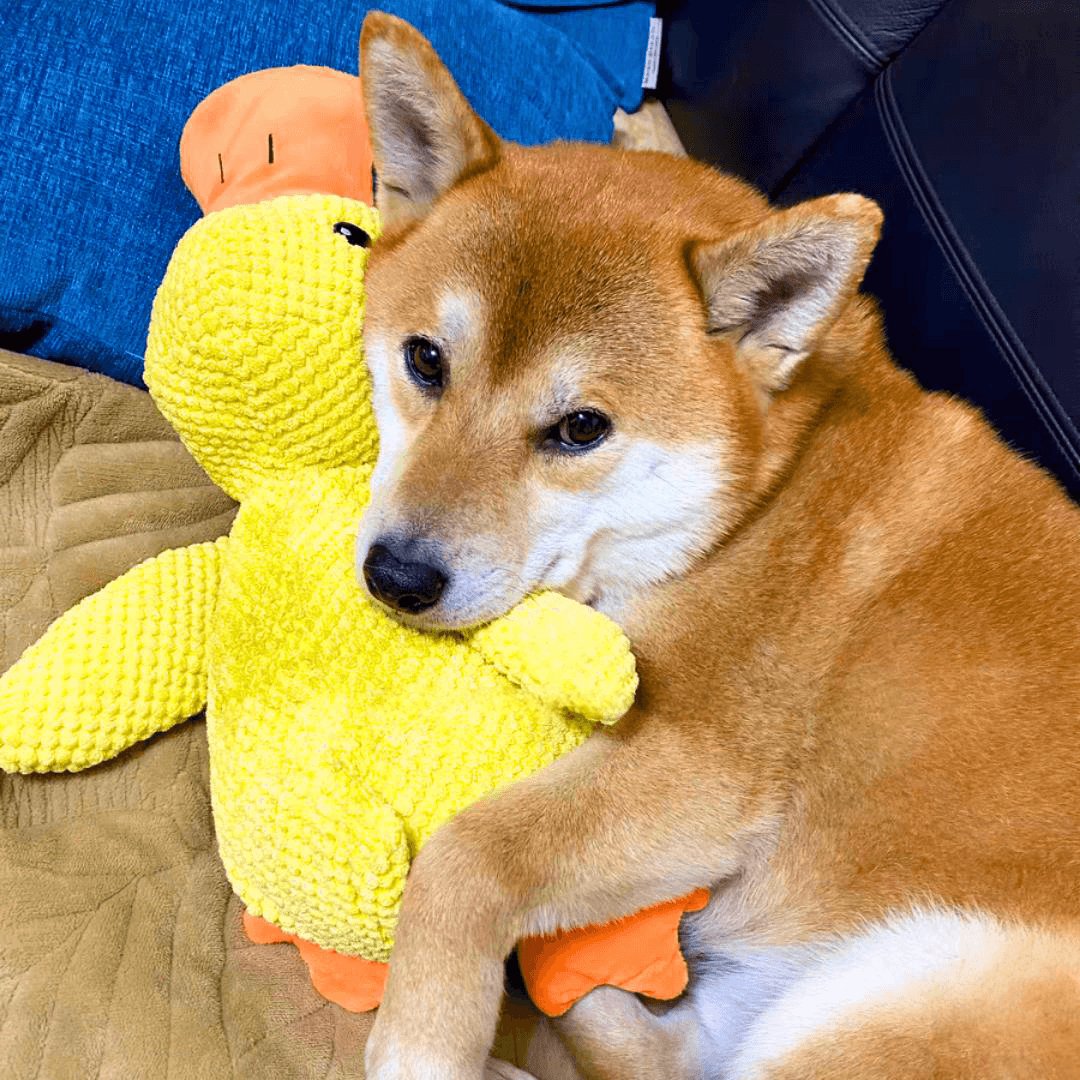 Calming Duck Toy – For Comfort and Chewing Pleasure
