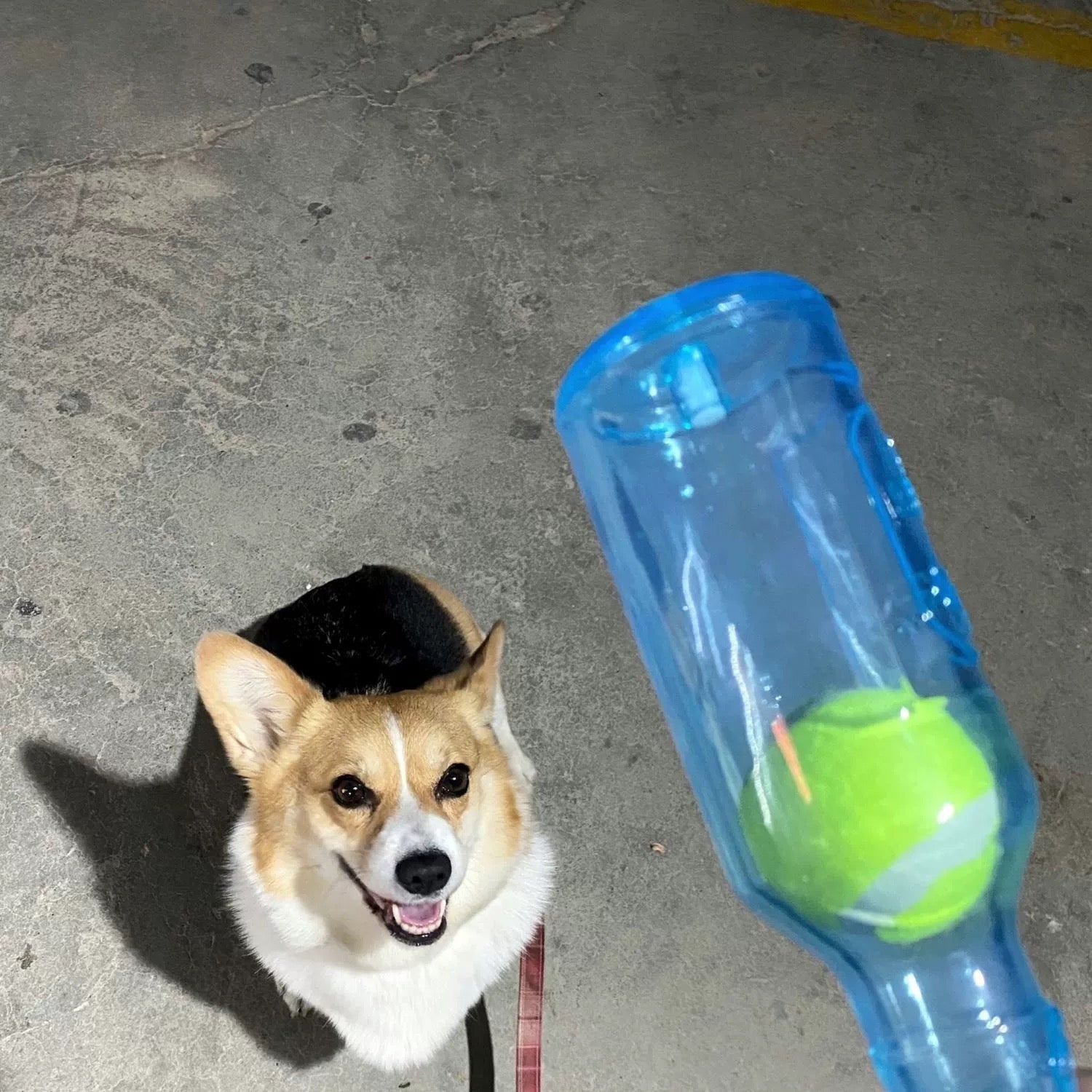 Chew Bottle for Dogs – For Enjoyable Chewing Moments