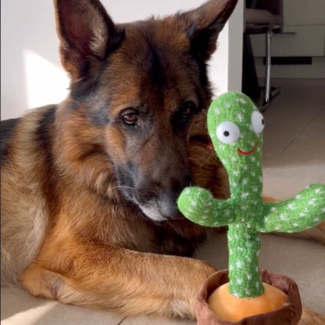 Talking Cactus Toy for Dogs - Talk-to-Me Cactus