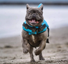 Dog Life Jacket - AquaPup