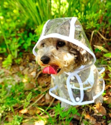 Transparent Waterproof Rain Jacket for Dogs - DryPaw