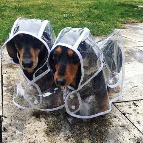 Transparent Waterproof Rain Jacket for Dogs - DryPaw