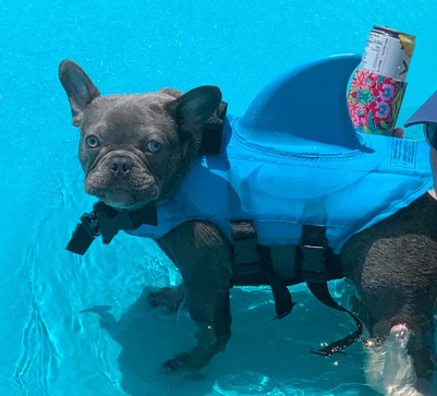 Dog Life Jacket - AquaPup