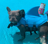 Dog Life Jacket - AquaPup