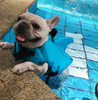 Dog Life Jacket - AquaPup