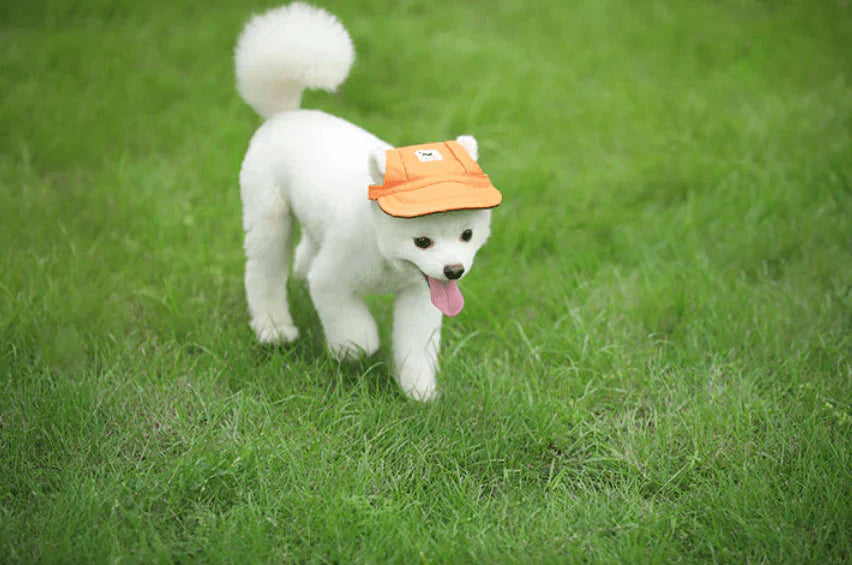Stylish Round Brim Dog Cap - SunnyPaws