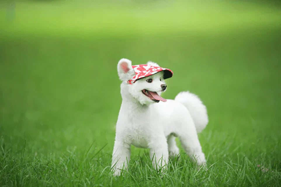Stylish Round Brim Dog Cap - SunnyPaws