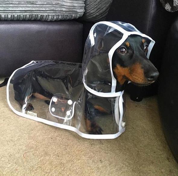 Transparent Waterproof Rain Jacket for Dogs - DryPaw