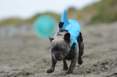 Dog Life Jacket - AquaPup