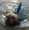Dog Life Jacket - AquaPup