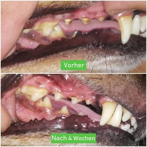 Dog Toothbrush - ChewyClean