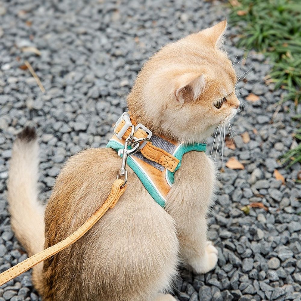 Cat Harness – Oscar
