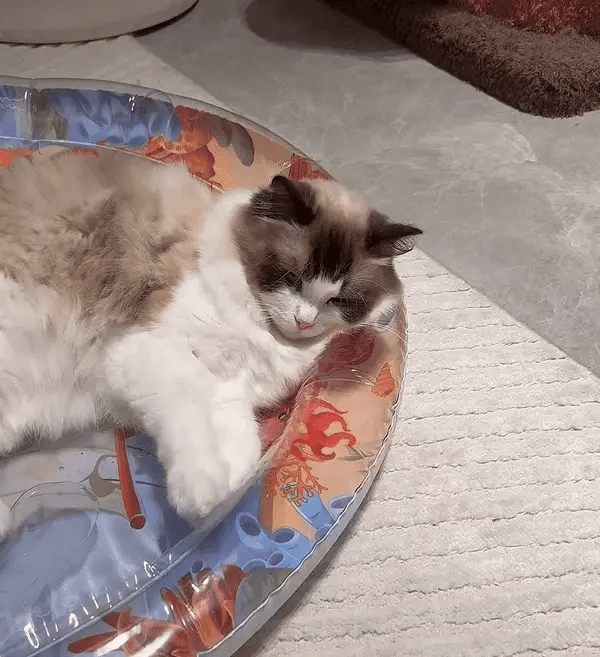 Interactive Cat Play Mat – PurrPulse