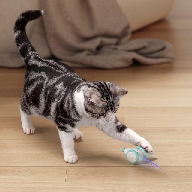 The Ultimate Chew Toy for Cats – WhiskerPlay