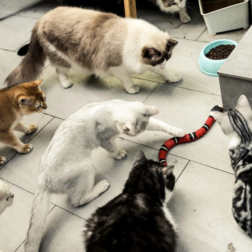 Cat Hunting Toy - SlitherPlay